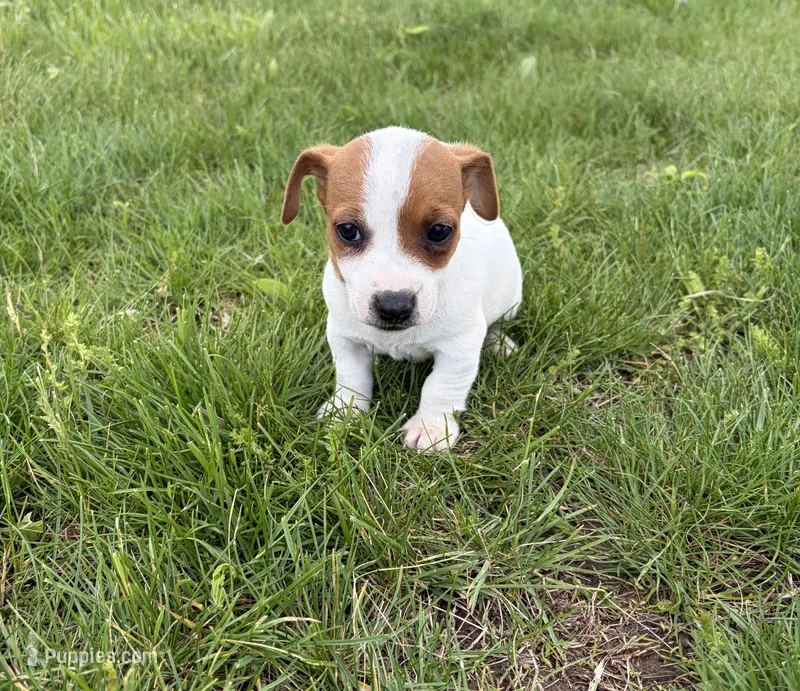 Scarlet – Jack Russell Terrier puppy for sale in Piqua, OH