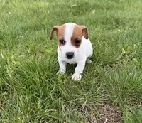 Scarlet, a female Jack Russell Terrier for sale in Piqua, OH – 1 of 1