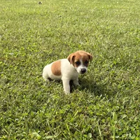 Ruby, a female Jack Russell Terrier for sale in Piqua, OH – 2 of 2