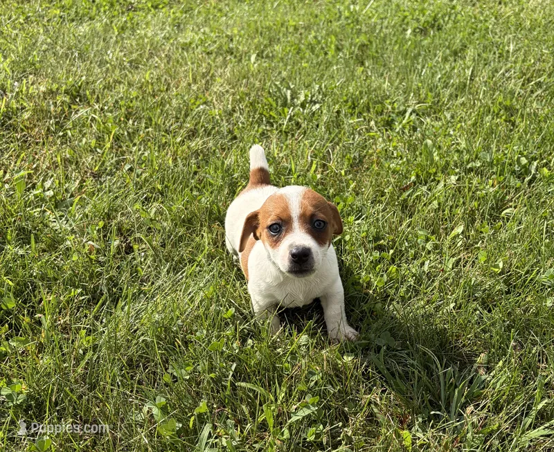 Cowboy  – Jack Russell Terrier puppy for sale in Piqua, OH