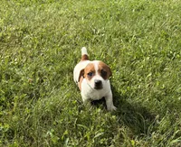 Cowboy , a male Jack Russell Terrier for sale in Piqua, OH – 1 of 2