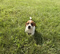 Cowboy , a male Jack Russell Terrier for sale in Piqua, OH – 2 of 2