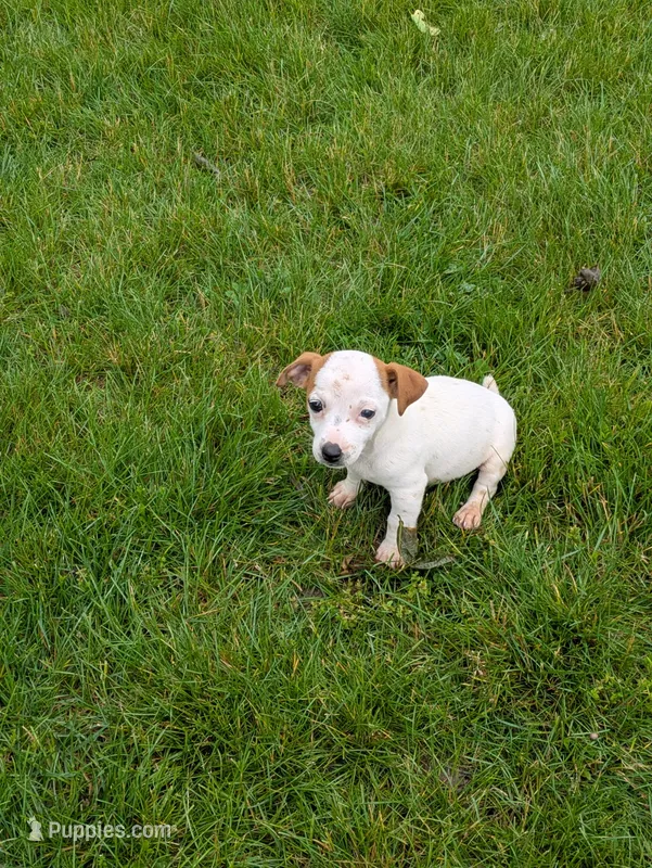 Queenie  – Jack Russell Terrier puppy for sale in Piqua, OH