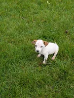 Queenie , a female Jack Russell Terrier for sale in Piqua, OH – 1 of 1