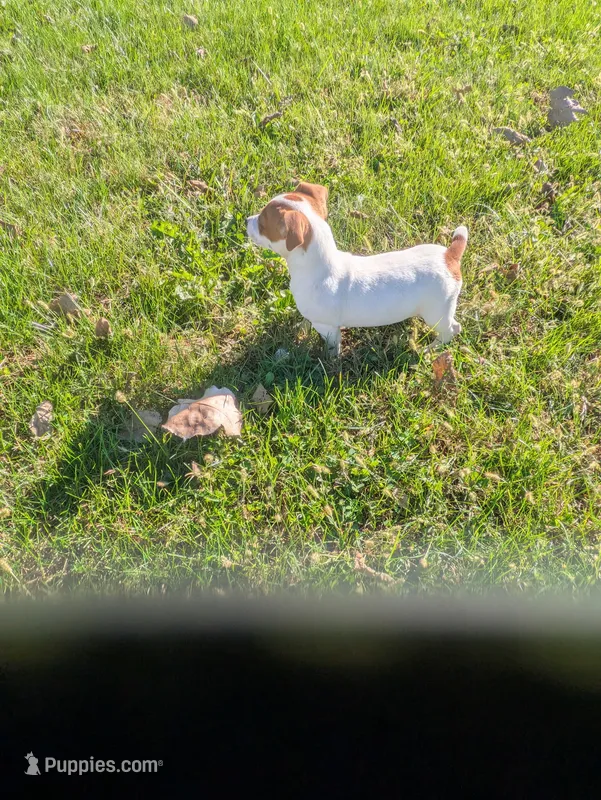 Tippy – Jack Russell Terrier puppy for sale in Piqua, OH