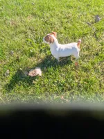 Tippy, a female Jack Russell Terrier for sale in Piqua, OH – 1 of 1