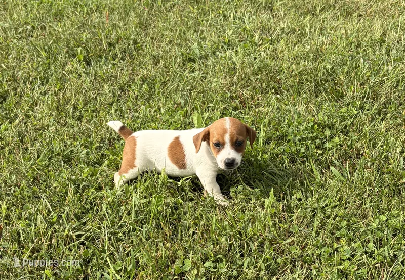 Luna  – Jack Russell Terrier puppy for sale in Piqua, OH