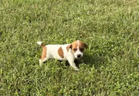 Luna , a female Jack Russell Terrier for sale in Piqua, OH – 1 of 2