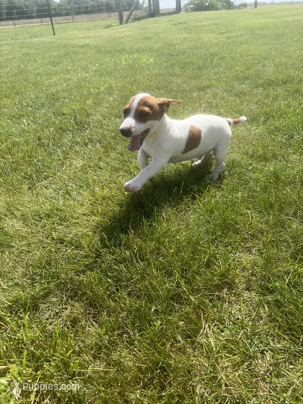 Max – Jack Russell Terrier puppy for sale in Piqua, OH