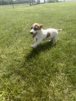 Max, a male Jack Russell Terrier for sale in Piqua, OH – 1 of 1