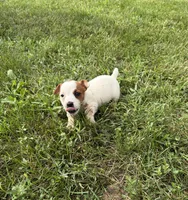 Sadie, a female Jack Russell Terrier for sale in Piqua, OH – 2 of 3