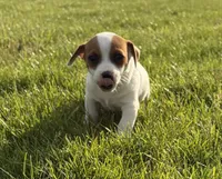 Buddy , a male Jack Russell Terrier for sale in Piqua, OH – 1 of 1