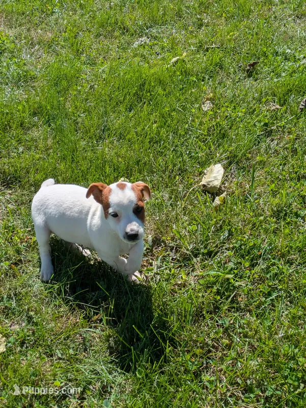 Sadie – Jack Russell Terrier puppy for sale in Piqua, OH