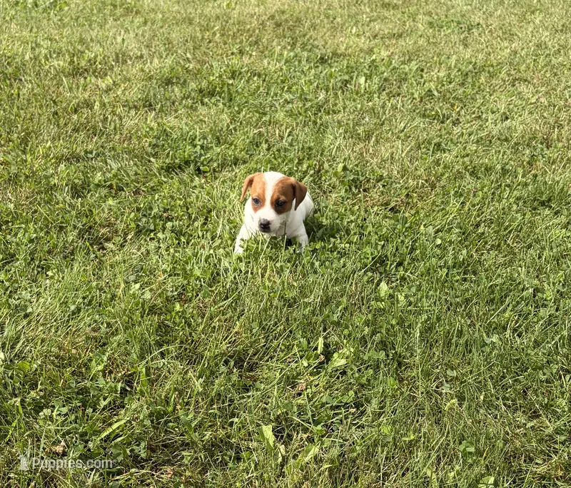 Duke – Jack Russell Terrier puppy for sale in Piqua, OH