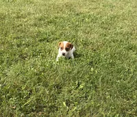 Duke, a male Jack Russell Terrier for sale in Piqua, OH – 1 of 3
