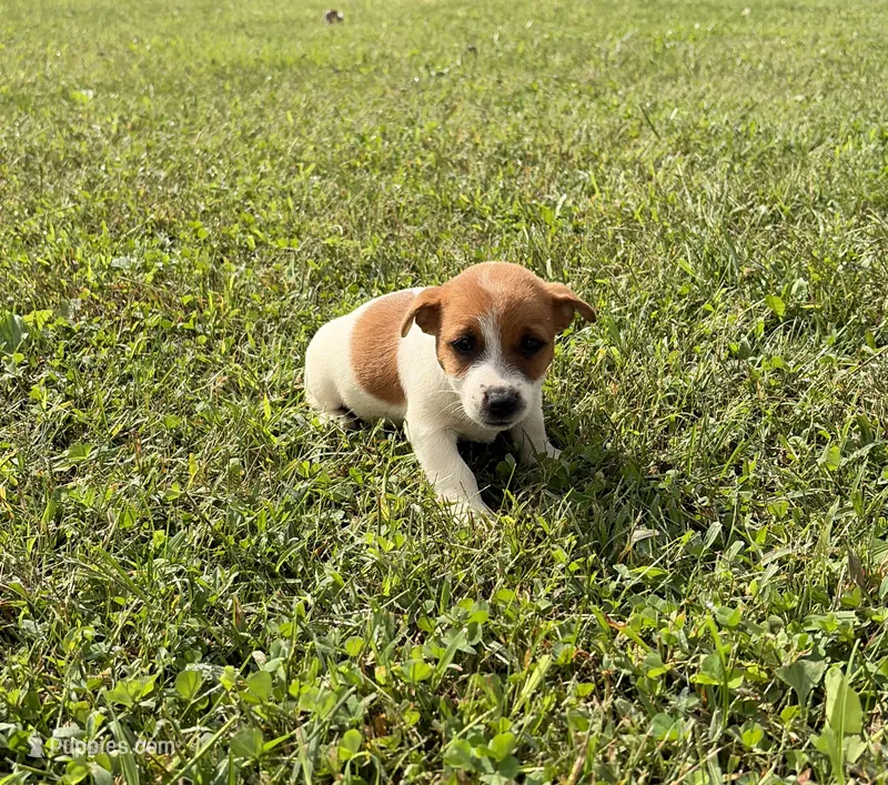 Ruby – Jack Russell Terrier puppy for sale in Piqua, OH