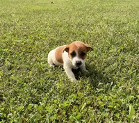 Ruby, a female Jack Russell Terrier for sale in Piqua, OH – 1 of 2