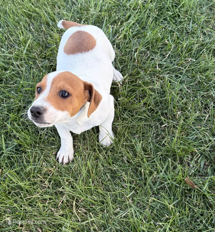 Pluto  – Jack Russell Terrier puppy for sale in Piqua, OH
