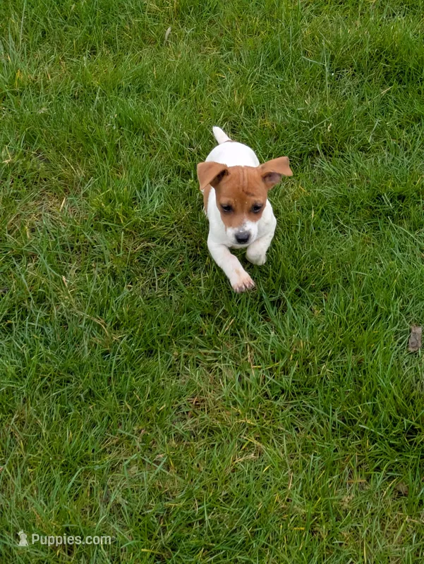 Princess  – Jack Russell Terrier puppy for sale in Piqua, OH