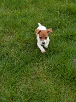 Princess , a female Jack Russell Terrier for sale in Piqua, OH – 1 of 1