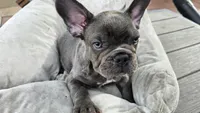 Cute, a male French Bulldog for sale in Denver, CO – 4 of 4