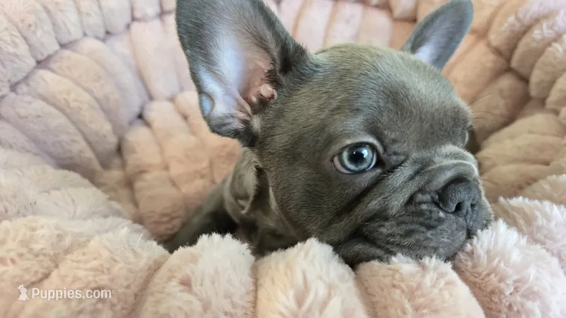 Noch – French Bulldog puppy for sale in Denver, CO