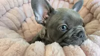 Noch, a male French Bulldog for sale in Denver, CO – 1 of 4