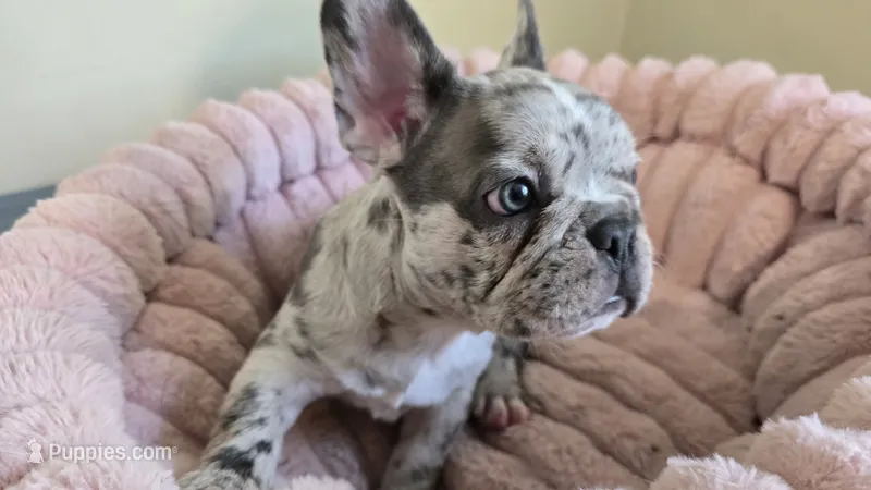 Creamy – French Bulldog puppy for sale in Denver, CO