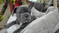 Leo, a male French Bulldog for sale in Denver, CO – 4 of 4