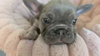 Baby, a male French Bulldog for sale in Denver, CO – 2 of 4