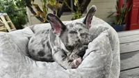 Creamy, a male French Bulldog for sale in Denver, CO – 5 of 5