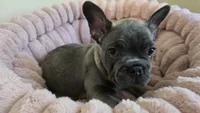 Cute, a male French Bulldog for sale in Denver, CO – 2 of 4