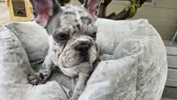 Creamy, a male French Bulldog for sale in Denver, CO – 3 of 5