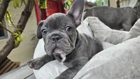 Leo, a male French Bulldog for sale in Denver, CO – 3 of 4