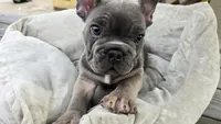 Noch, a male French Bulldog for sale in Denver, CO – 3 of 4
