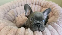 Noch, a male French Bulldog for sale in Denver, CO – 2 of 4