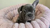 Leo, a male French Bulldog for sale in Denver, CO – 2 of 4