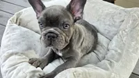 Cute, a male French Bulldog for sale in Denver, CO – 3 of 4