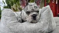Creamy, a male French Bulldog for sale in Denver, CO – 4 of 5