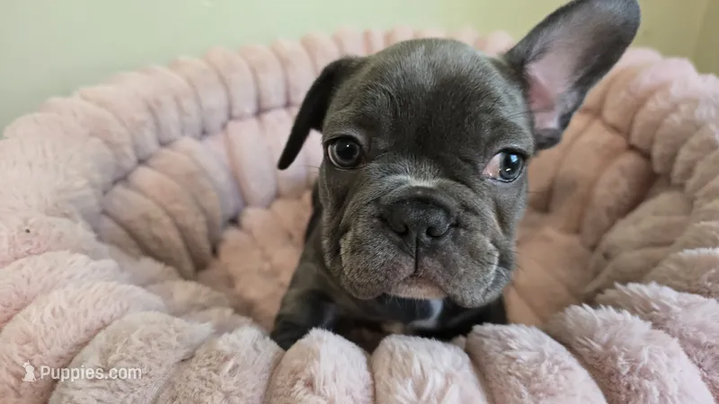 Leo – French Bulldog puppy for sale in Denver, CO