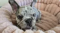 Creamy, a male French Bulldog for sale in Denver, CO – 2 of 5