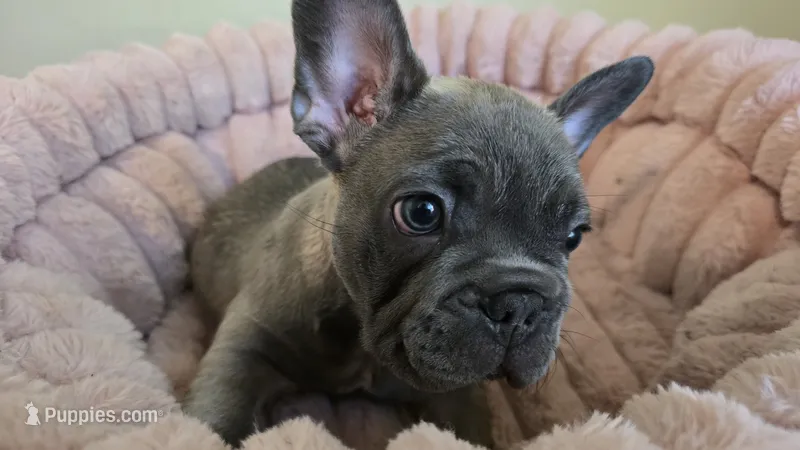 Cute – French Bulldog puppy for sale in Denver, CO