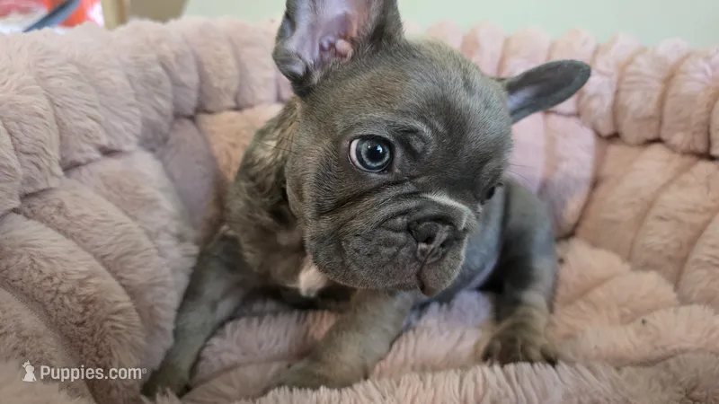 Baby – French Bulldog puppy for sale in Denver, CO