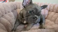Baby, a male French Bulldog for sale in Denver, CO – 1 of 4