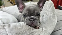 Baby, a male French Bulldog for sale in Denver, CO – 3 of 4