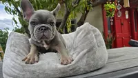 Baby, a male French Bulldog for sale in Denver, CO – 4 of 4