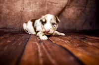 Woody, a male Miniature Australian Shepherd for sale in Alvin, TX – 4 of 5