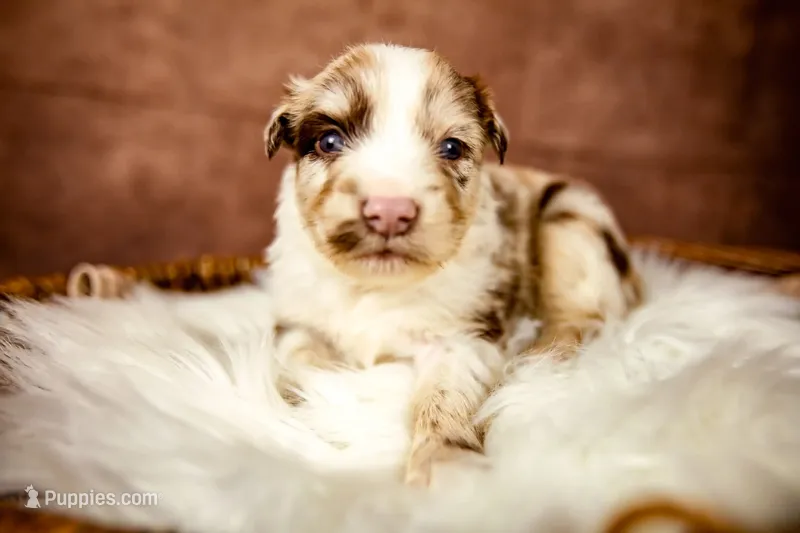 Woody – Miniature Australian Shepherd puppy for sale in Alvin, TX