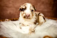 Woody, a male Miniature Australian Shepherd for sale in Alvin, TX – 1 of 5
