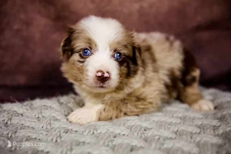 Trixie – Miniature Australian Shepherd puppy for sale in Alvin, TX